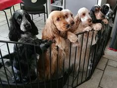 four dogs sitting in a fenced area with their paws on the gate and looking at the camera