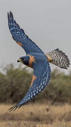 a large blue and orange bird flying over a dry grass field with trees in the background