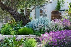 the garden is full of different types of flowers and plants, including lavenders in bloom