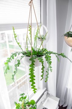 some green plants hanging from a window sill