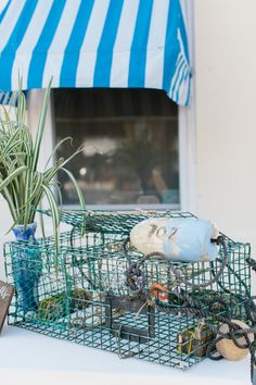 a group of cages sitting on top of a table next to a potted plant