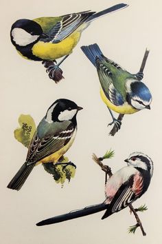 four birds are sitting on the branches of a tree and one is yellow, blue, and black