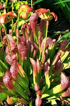 some very pretty flowers in the grass