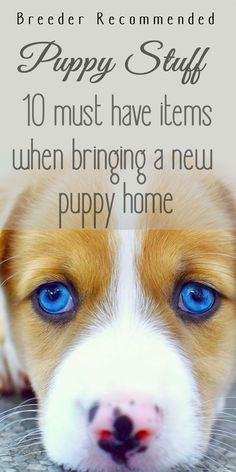 Puppy stuff | top 10 must have items when bringing a new puppy home