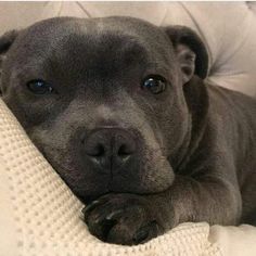 a close up of a dog laying on a couch with its head resting on the pillow