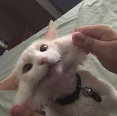 a white cat is being petted by someone's hand on a bed in a room