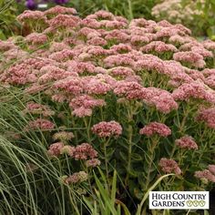 some pink flowers and green grass in a garden area, with the words high country gardens on it