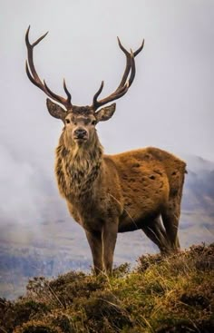 a large deer standing on top of a grass covered hill