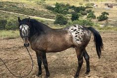 a brown and black horse standing on top of a dirt field next to a hill