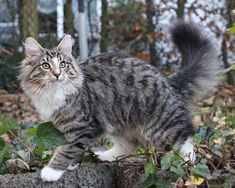 a cat standing on top of a rock in the middle of some leaves and bushes