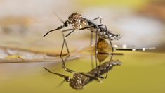 two mosquitoes on the ground with their reflection in the water and one has its legs spread out