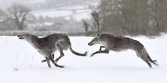 two gray dogs running in the snow