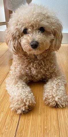 a small white dog sitting on top of a wooden floor