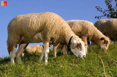 three sheep grazing in the grass on a sunny day