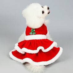 a small white dog dressed in a red and white dress with holly decorations on it's chest