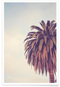 a palm tree in front of a blue sky