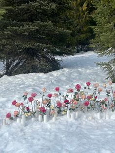 flowers are lined up in white vases on the snow