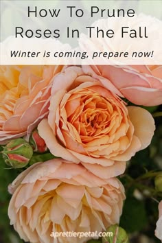 flowers with text overlay how to prune roses in the fall winter is coming, prepare now