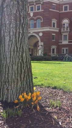 some yellow flowers are growing in the grass near a tree and a large brick building