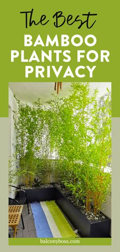 the best bamboo plants for privacy