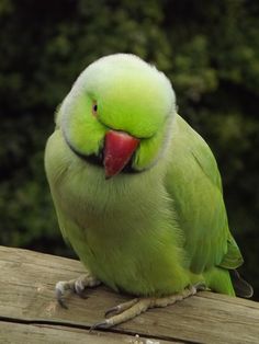 a green parrot sitting on top of a piece of wood