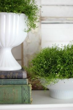 two white vases filled with green plants on top of a book shelf next to an old book