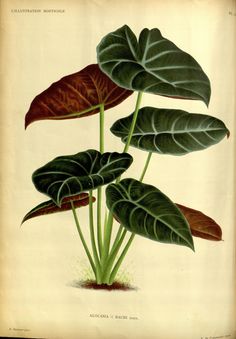 an illustration of a plant with large green leaves and red flowers on it's stems