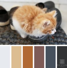 an orange and white cat sitting on top of a pair of shoes with color swatches