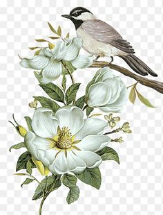 a bird is sitting on top of some white flowers, with green leaves and buds in the foreground