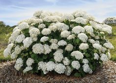 a bush with white flowers in the middle of a field