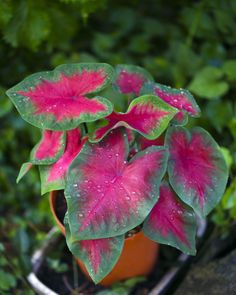 a potted plant with pink and green leaves