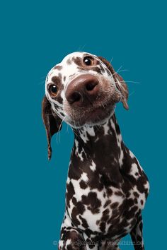 a dalmatian dog looking up at the camera