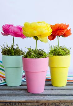 three flower pots with moss growing in them