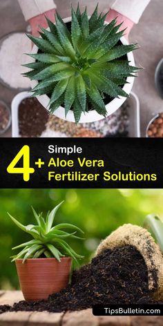 four different types of plants with the title 4 simple + aloe vera fertilizer solutions