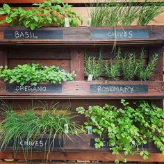 a wooden pallet filled with different types of herbs and herbs growing in containers on top of each other