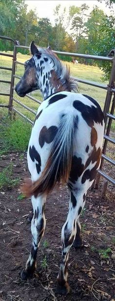 a spotted horse standing next to a fence