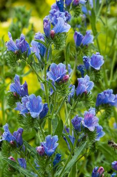 blue flowers with green leaves in the foreground and yellow flowers in the back ground