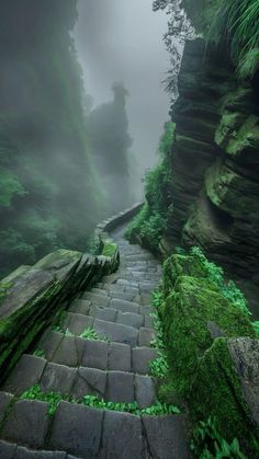 a stone path in the middle of a forest with moss growing on it's sides