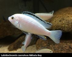 two white and black fish in an aquarium