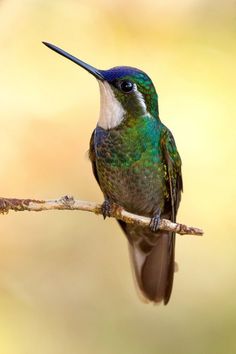 a hummingbird perched on a branch with its beak open