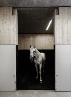 a white horse standing in the middle of an open barn door with its head sticking out