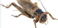 a close up of a bug on a white background with the caption's name below it