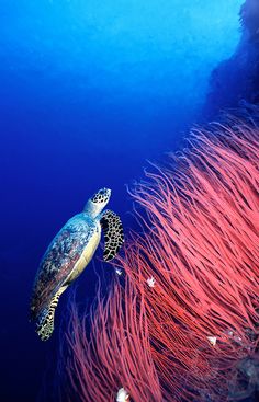 a sea turtle swims over some coral in the blue water with red algae growing on it