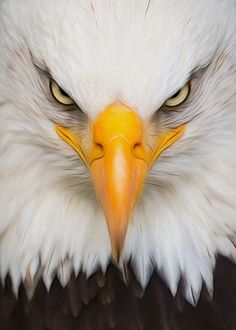 an eagle with yellow beak and white head looking at the camera while it's close up