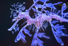 a close up of a sea horse on a black background with blue and purple colors