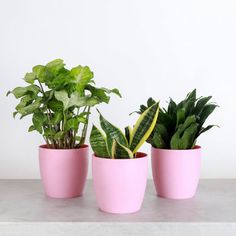 three potted plants sitting on top of a white countertop next to each other