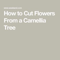 the words how to cut flowers from a camellia tree are in white letters on a gray background