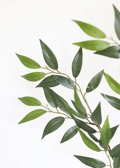 a branch with green leaves against a white background