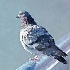 a pigeon sitting on top of a metal rail