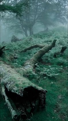 an old log in the middle of a foggy field with trees and grass on it